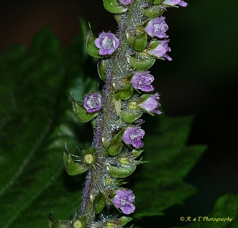 {Perilla frutescens}